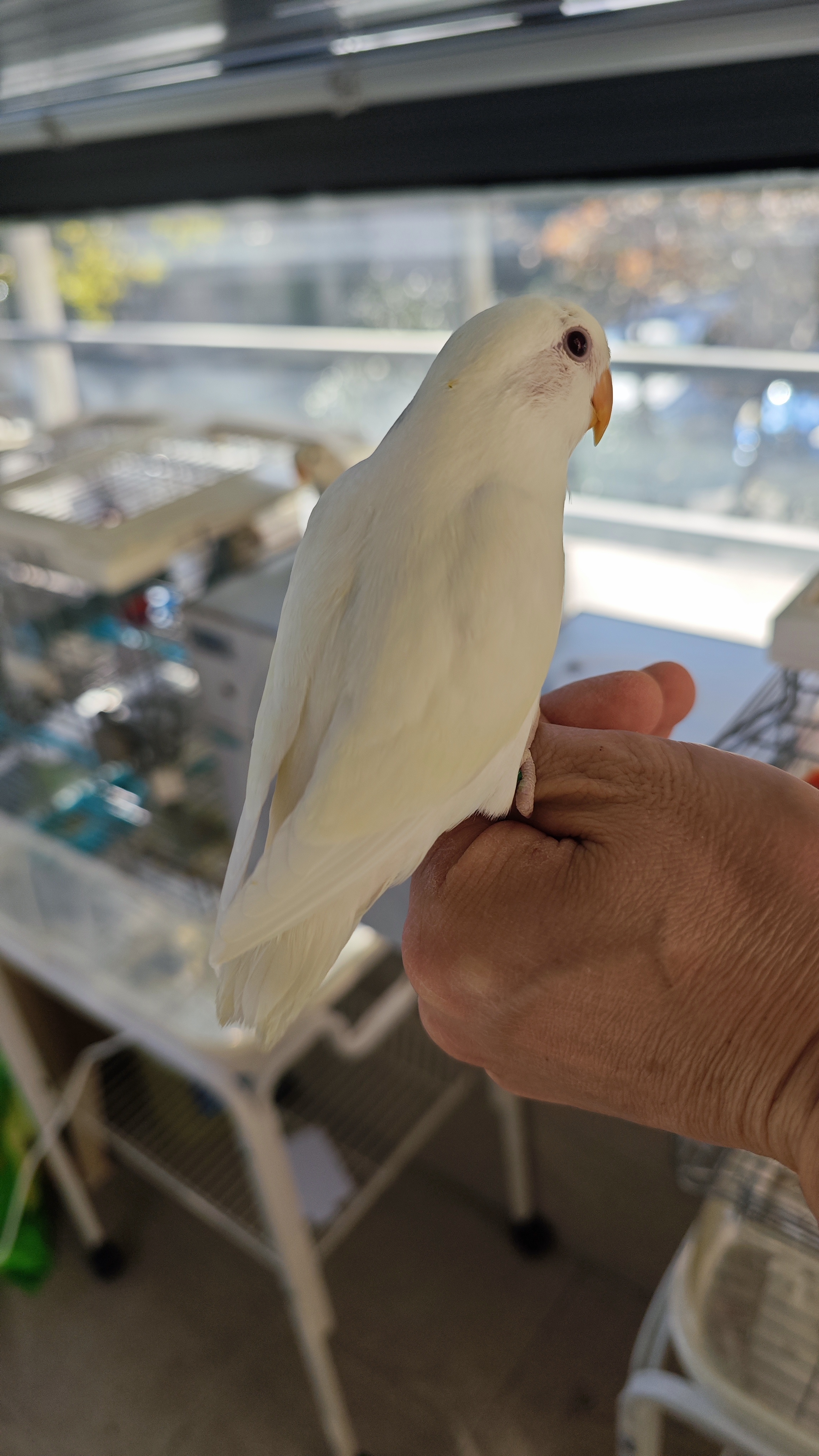 自家繁殖的白闪牡丹低价出售，喜欢详聊